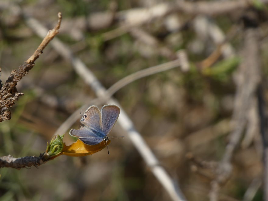 I Photograph Butterflies And Other Insects I Photograph Butterflies And Other Insects