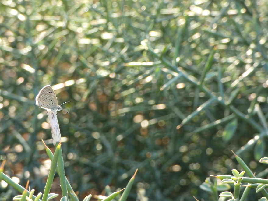 I Photograph Butterflies And Other Insects I Photograph Butterflies And Other Insects
