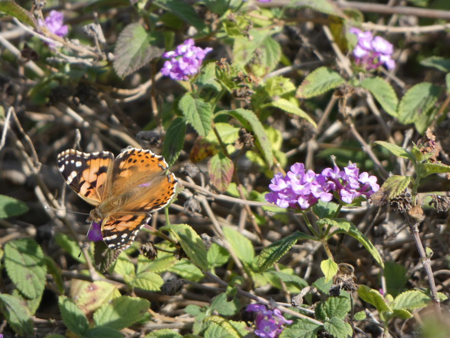 I Photograph Butterflies And Other Insects