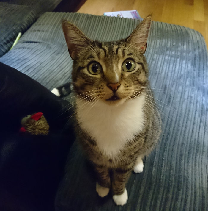 Tigsy, Our 10 Year Old Rescue Cat Has Fiv, Which Is The Feline Version Of Hiv. This Year He Became A Big Brother To A Small Human And He Is Absolutely Amazing With Her.