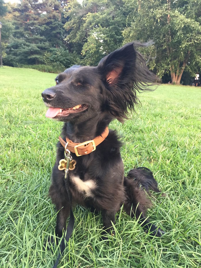My Sodapop, The One-Eyed Wonder. She Was A Stray In Puerto Rico Up Until March.