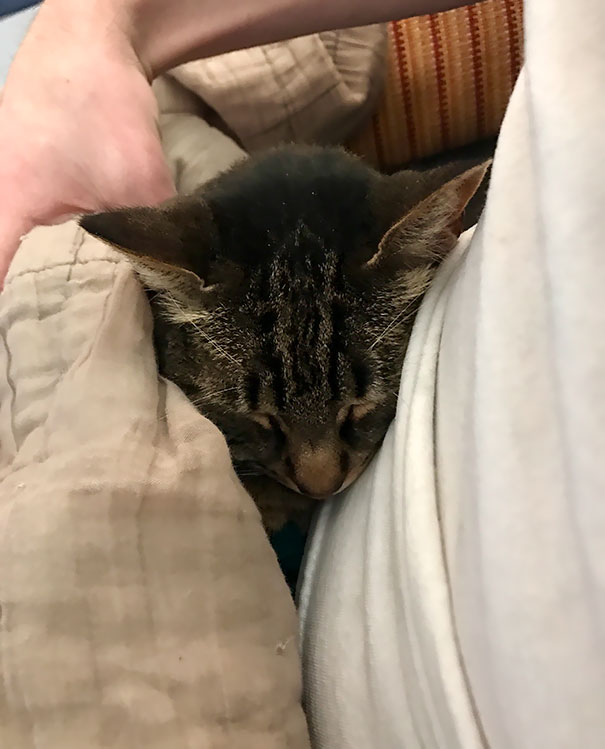 My 13 Year Old Cat Is Stealing My New Boyfriend, One Tuck At A Time