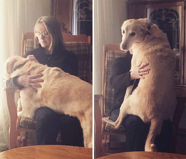 If I Don't Pet My Dog Immediately, He Gets Someone Else To Pet Him Then Stares At Me To See If I'm Jealous