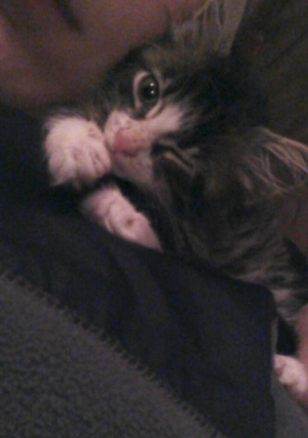 My Boyfriend Has A Kitten. I Think I've Been Replaced