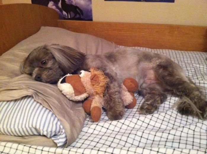 Small dog cuddling stuffed toy on bed, illustrating funny pet names people now call their pets instead of the original one.