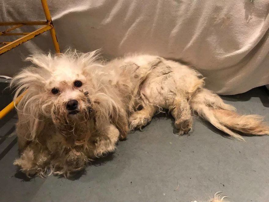 Stray Dog Can’t Stop Smiling After Rescuers Shave Off His Matted Fur Stray Dog Can’t Stop Smiling After Rescuers Shave Off His Matted Fur