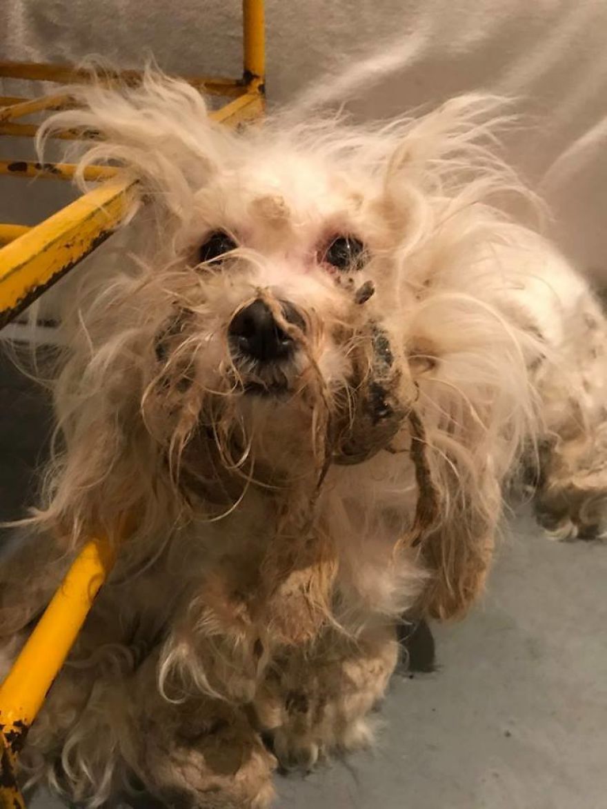 Stray Dog Can’t Stop Smiling After Rescuers Shave Off His Matted Fur