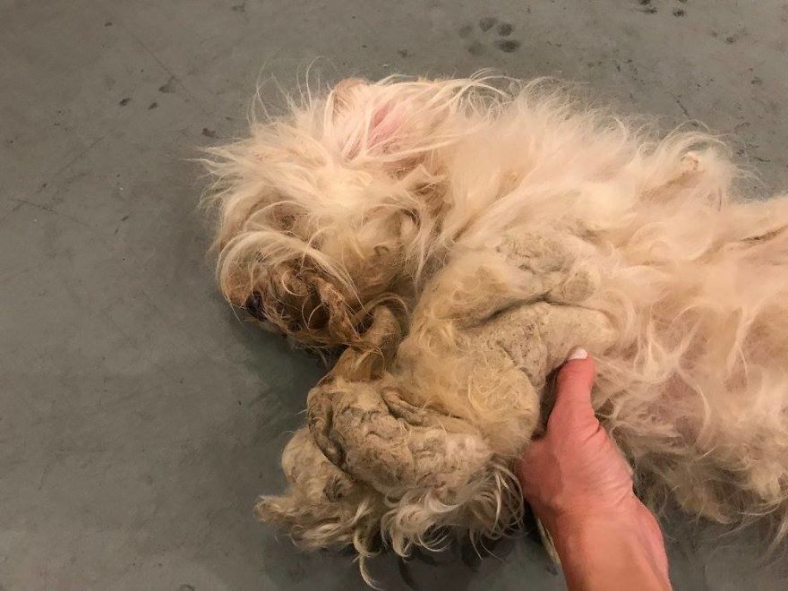 Stray Dog Can’t Stop Smiling After Rescuers Shave Off His Matted Fur Stray Dog Can’t Stop Smiling After Rescuers Shave Off His Matted Fur