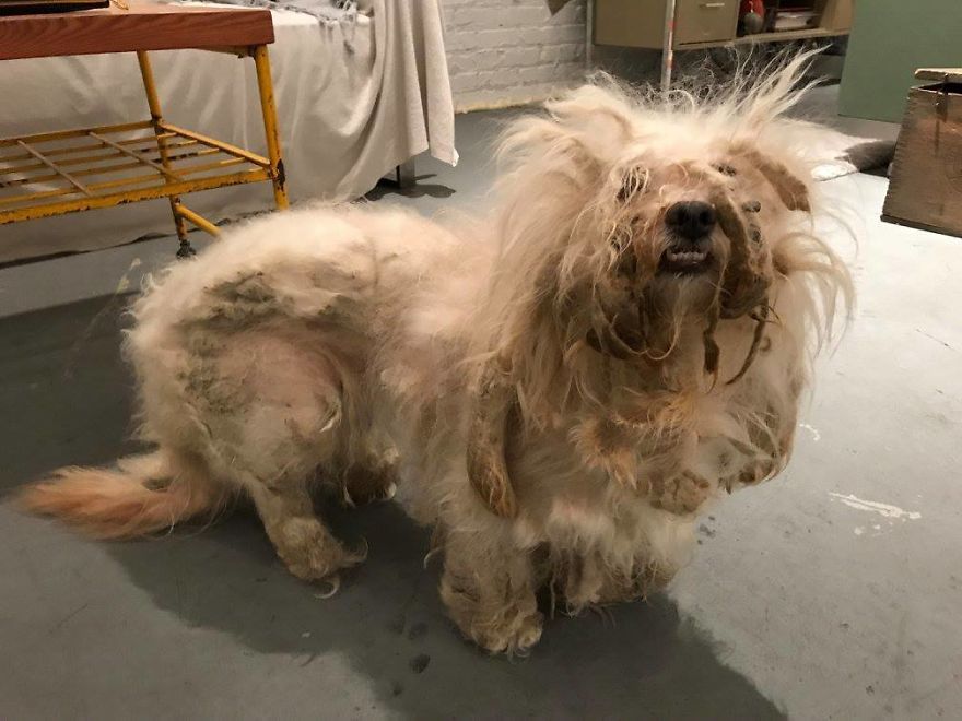 Stray Dog Can’t Stop Smiling After Rescuers Shave Off His Matted Fur Stray Dog Can’t Stop Smiling After Rescuers Shave Off His Matted Fur