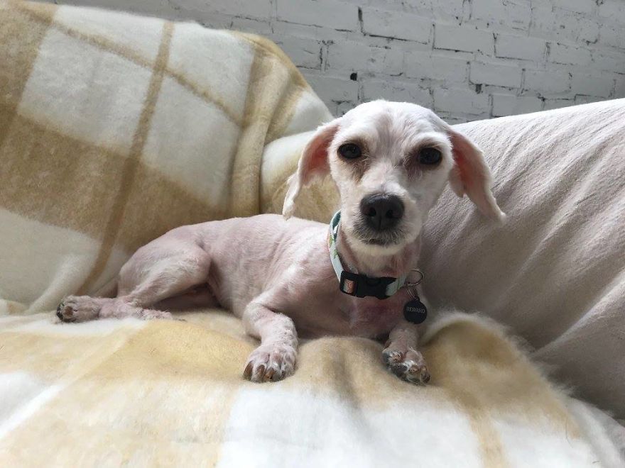 Stray Dog Can’t Stop Smiling After Rescuers Shave Off His Matted Fur Stray Dog Can’t Stop Smiling After Rescuers Shave Off His Matted Fur