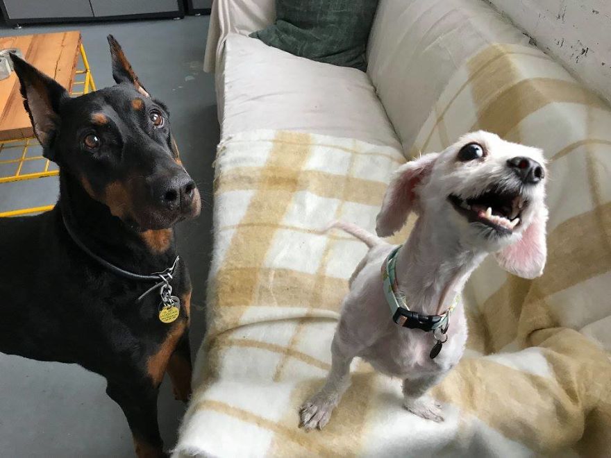 Stray Dog Can’t Stop Smiling After Rescuers Shave Off His Matted Fur Stray Dog Can’t Stop Smiling After Rescuers Shave Off His Matted Fur