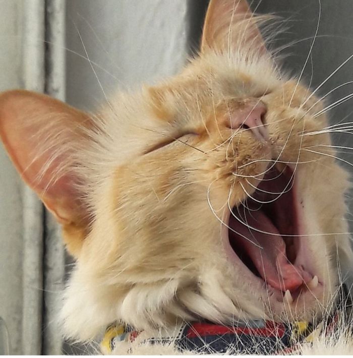 Obiwan Is My Sweet Little Boy Who's Lost Most Of His Teeth And A Piece Of His Tongue When He Was A Kitten @prettiestcatinthegalaxy