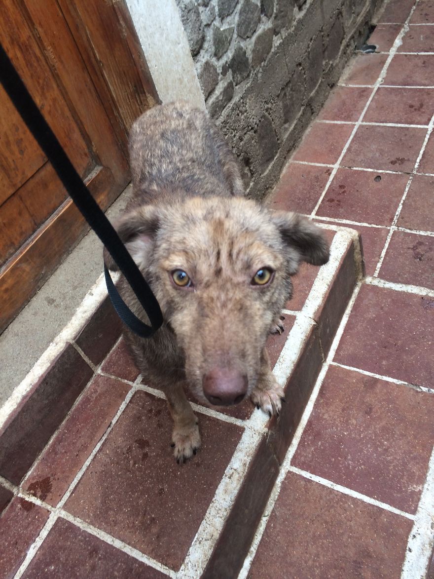 The Incredible Transformation Of Enrique - A Street Dog From Guatemala The Incredible Transformation Of Enrique - A Street Dog From Guatemala