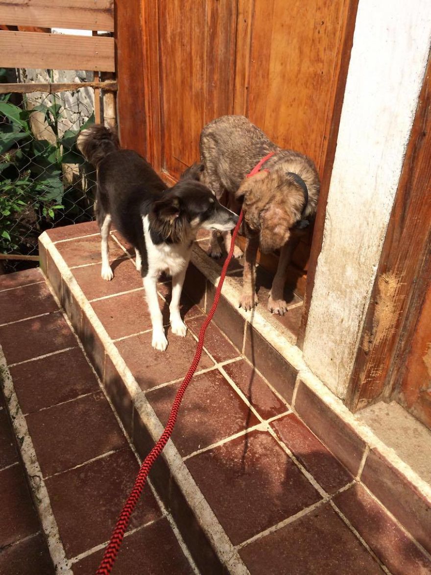 The Incredible Transformation Of Enrique - A Street Dog From Guatemala