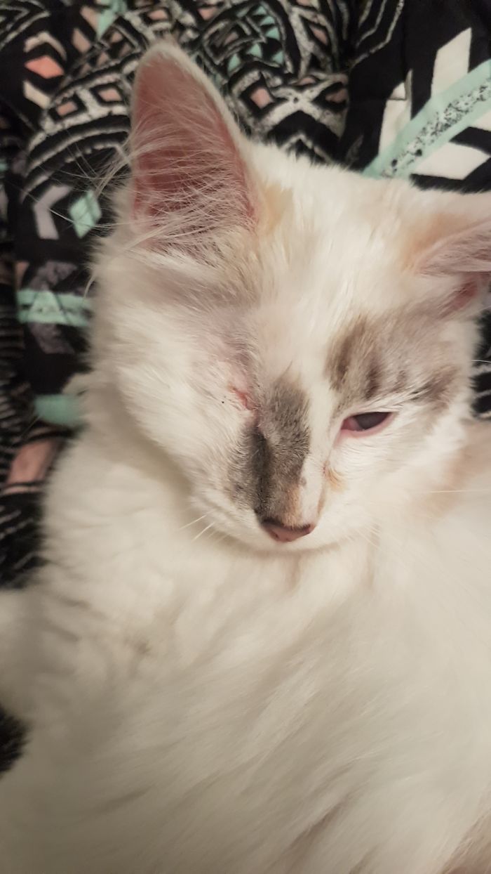 Millie Grace Was Found Abandoned As A Kitten With Horribly Infected Eyes. Even Though We Couldn't Save One Of Them, She Never Lost Her Heart Or Spirit! She's One Of The Sweetest Cats I've Ever Known And Loves Every Living Creature She Meets. I Feel Absolutely Blessed To Come Home To Her Every Day.