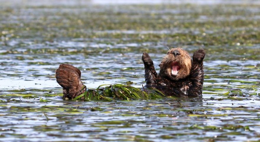 These Are The Great Finalists Of The Comedy Wildlife Photography Awards 2017 These Are The Great Finalists Of The Comedy Wildlife Photography Awards 2017