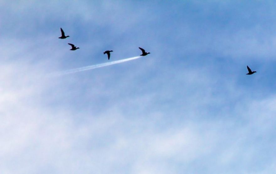 These Are The Great Finalists Of The Comedy Wildlife Photography Awards 2017 These Are The Great Finalists Of The Comedy Wildlife Photography Awards 2017