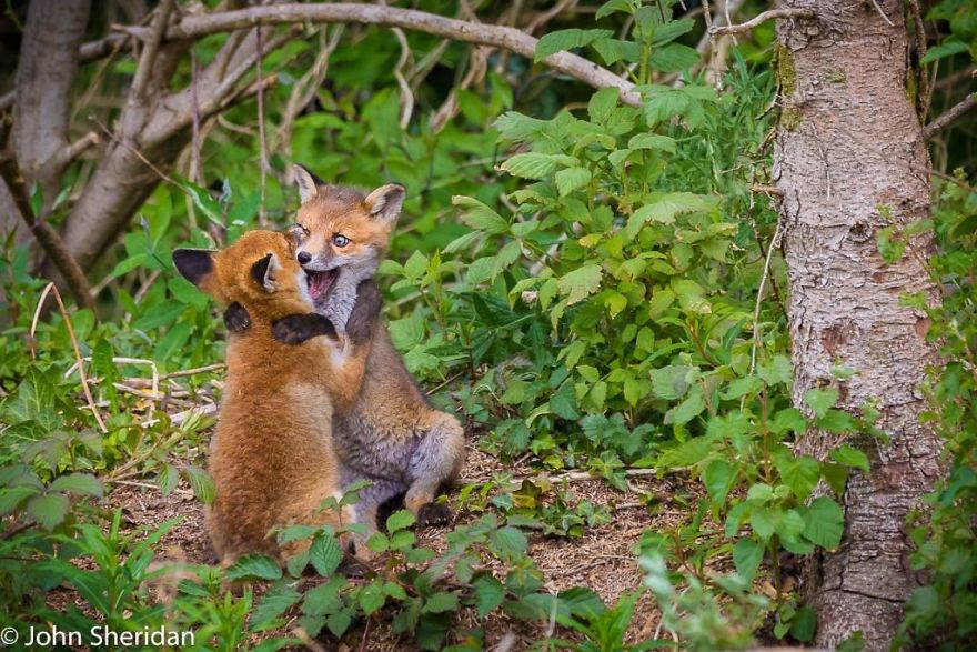 These Are The Great Finalists Of The Comedy Wildlife Photography Awards 2017 These Are The Great Finalists Of The Comedy Wildlife Photography Awards 2017