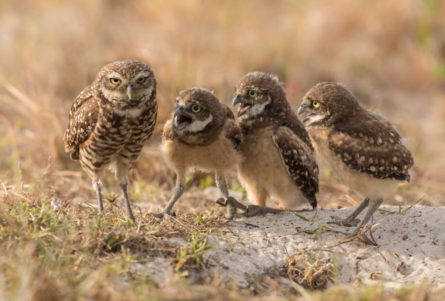 These Are The Great Finalists Of The Comedy Wildlife Photography Awards 2017 These Are The Great Finalists Of The Comedy Wildlife Photography Awards 2017