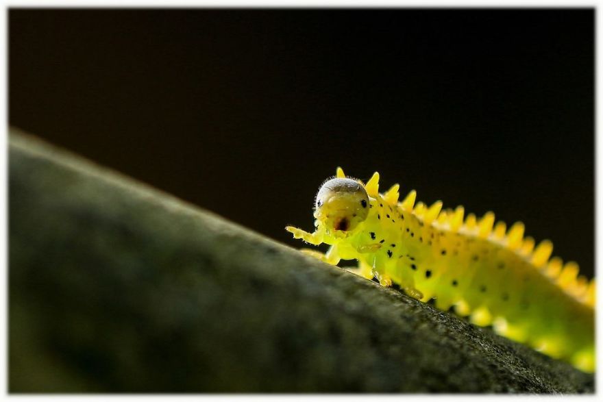 These Are The Great Finalists Of The Comedy Wildlife Photography Awards 2017 These Are The Great Finalists Of The Comedy Wildlife Photography Awards 2017