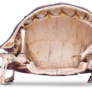 amazingkevlar avatar