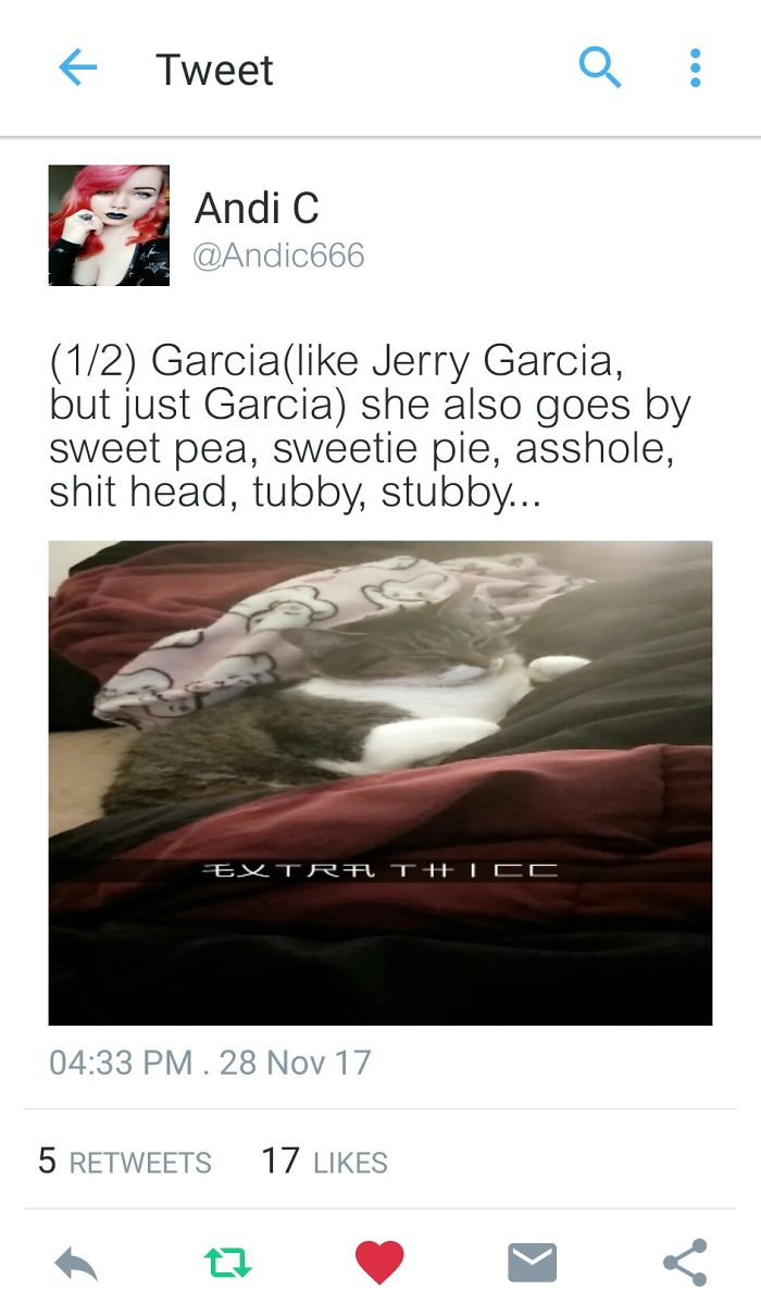 Tweet showing a cat named Garcia with funny alternative pet names shared by people online.