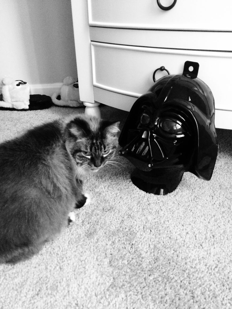 The Tail Of A Testy Kitty The Tail Of A Testy Kitty