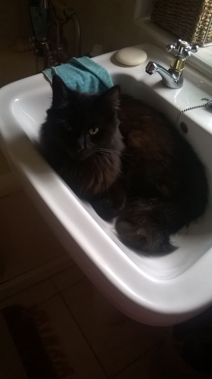 Black cat resting in a bathroom sink, showcasing the funny new names people now call their pets instead of the original one.