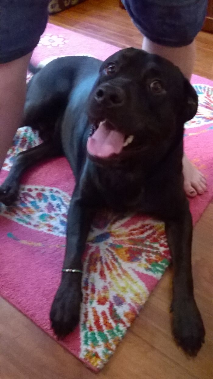 Black dog lying on a colorful rug between a person's legs, showcasing funny pet names shared by people online.