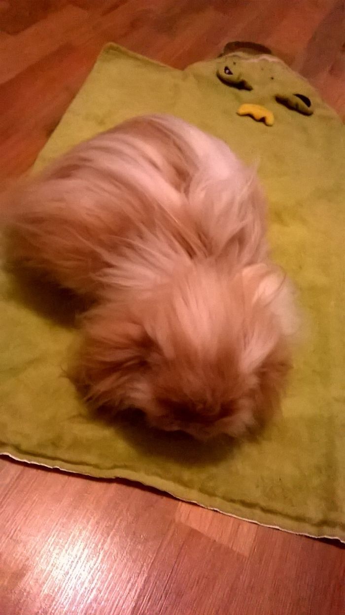 Peru, Found Neglected And Abandoned In The Woods, Now Well And Cheerful After Few Successful Ops. Has Very Few Teeth Left, Loves Carrot Puree Intended For Human Babies :)