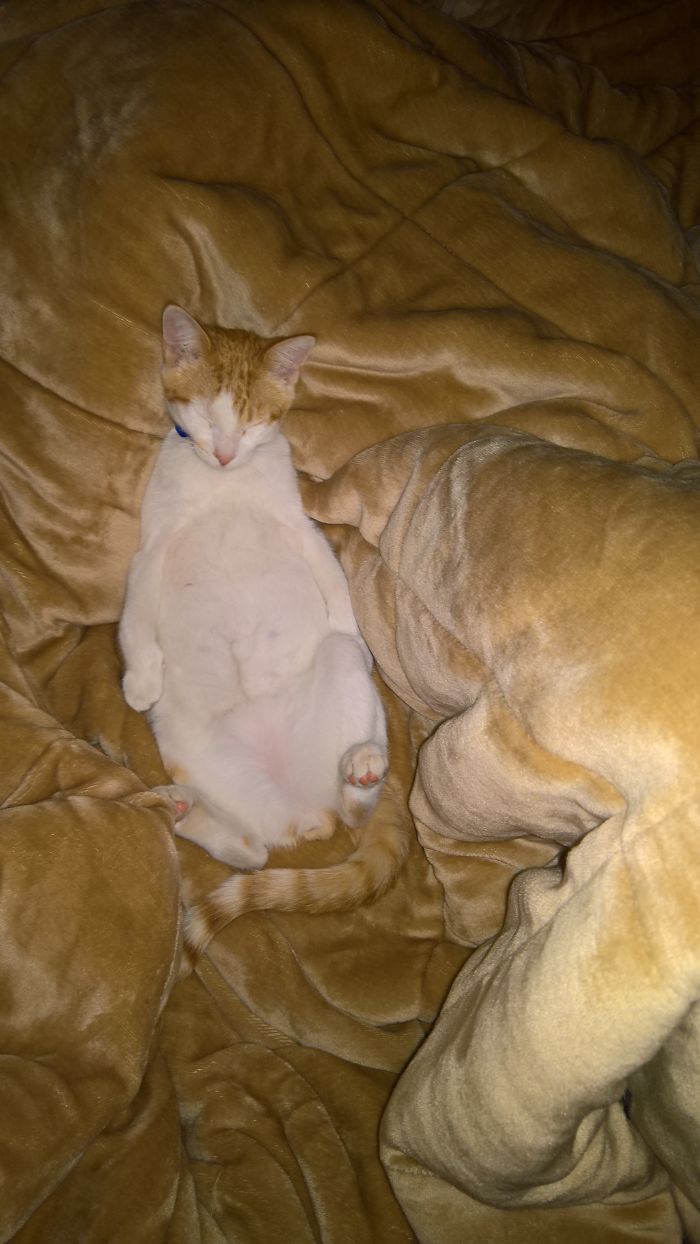 Orange and white cat lying on its back on a soft tan blanket, illustrating funny pet names people now call their pets.