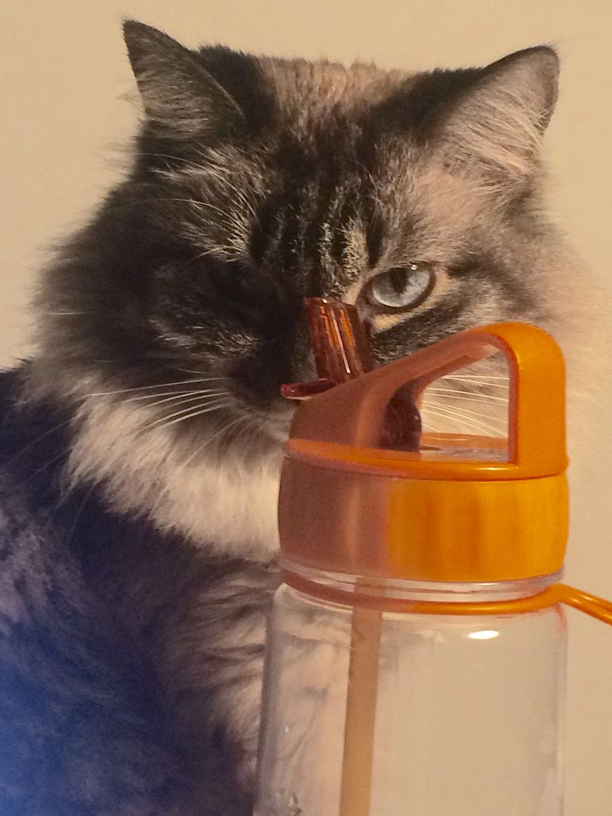 The Tail Of A Testy Kitty The Tail Of A Testy Kitty