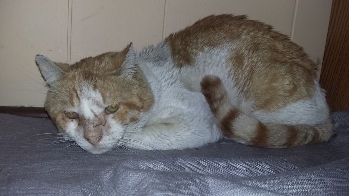 The Story Of Wesley The Story Of Wesley