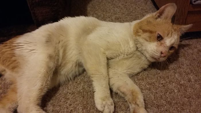 The Story Of Wesley The Story Of Wesley