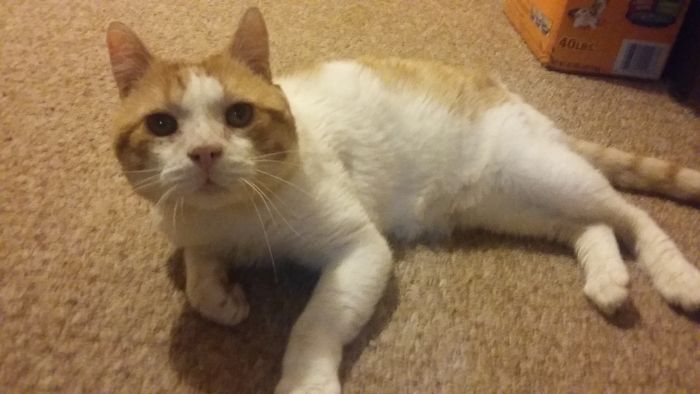 The Story Of Wesley The Story Of Wesley