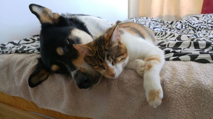 Tiger Lily Was Born Without Eyes, But That Doesn't Stop Her From Being The Cutest Kitten Ever, Having The Most Photogenic Relationship With My Dog Charlie