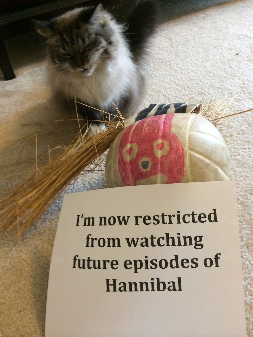 The Tail Of A Testy Kitty