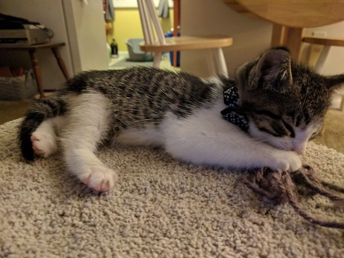 Kitten wearing a bow tie playing on carpet, illustrating people sharing the new names they call their pets instead.