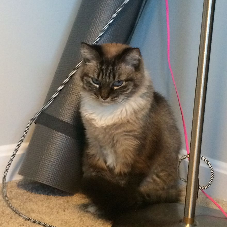 The Tail Of A Testy Kitty