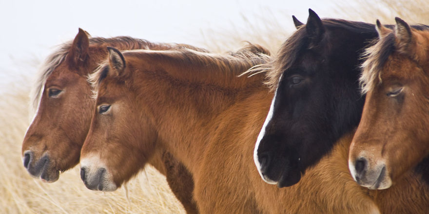 The Wild Horses Of Sable Island