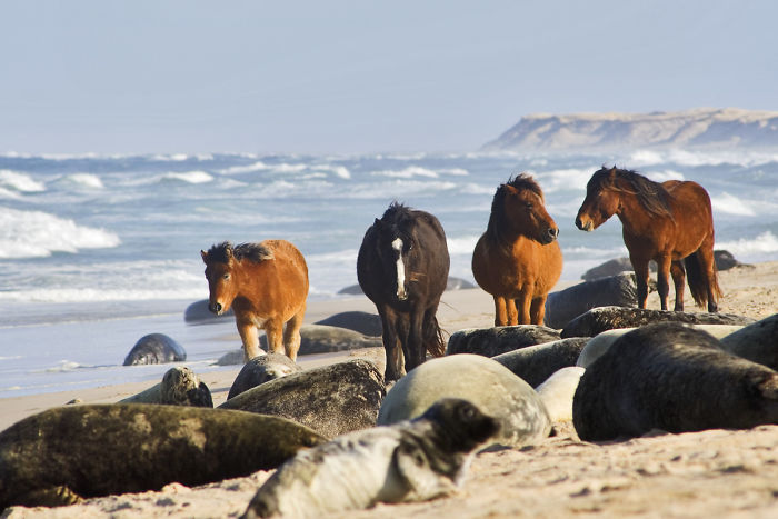 The Wild Horses Of Sable Island