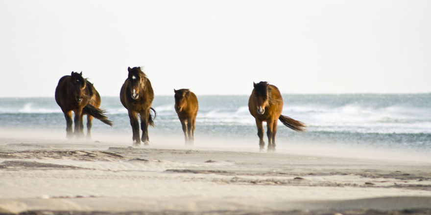 The Wild Horses Of Sable Island The Wild Horses Of Sable Island