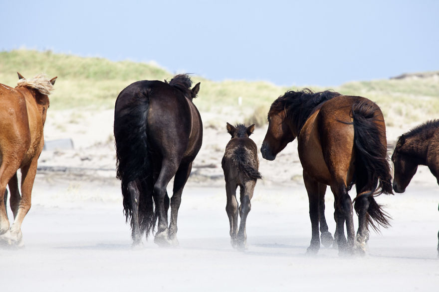 The Wild Horses Of Sable Island The Wild Horses Of Sable Island