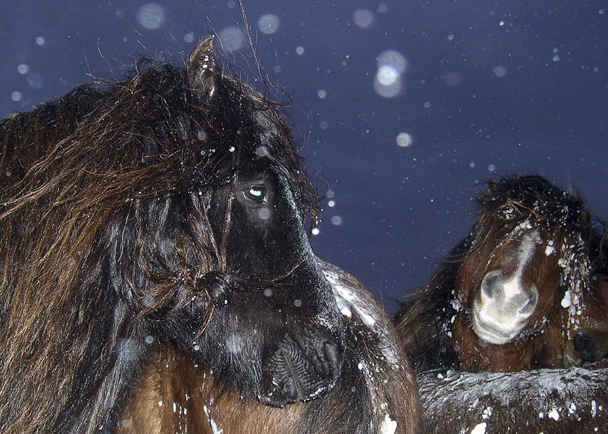 The Wild Horses Of Sable Island