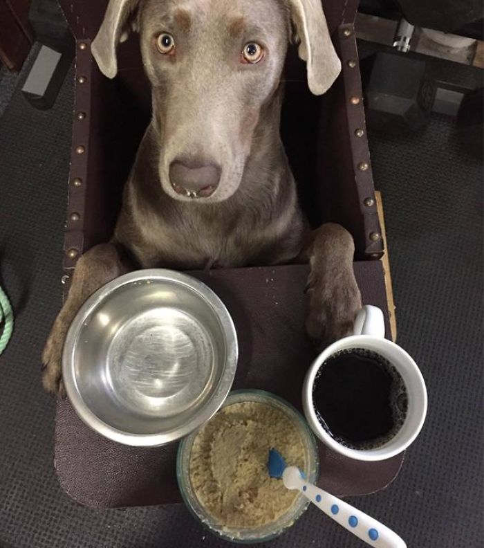 Adorable Labrador Has To Eat In A High Chair Because Of A Rare Medical Condition Adorable Labrador Has To Eat In A High Chair Because Of A Rare Medical Condition