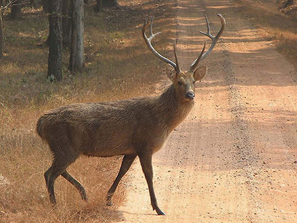 Wildlife Sanctuary In Chhattisgarh Wildlife Sanctuary In Chhattisgarh