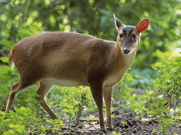 Wildlife Sanctuary In Chhattisgarh Wildlife Sanctuary In Chhattisgarh