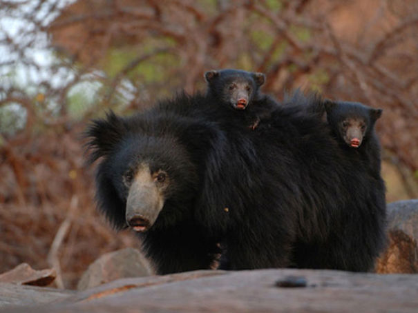 Wildlife Sanctuary In Chhattisgarh Wildlife Sanctuary In Chhattisgarh