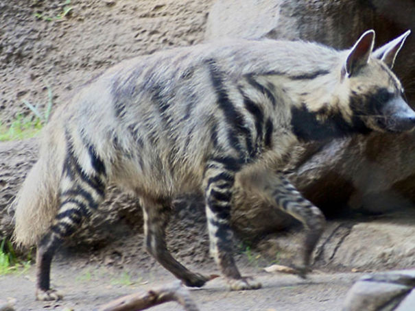 Wildlife Sanctuary In Chhattisgarh Wildlife Sanctuary In Chhattisgarh