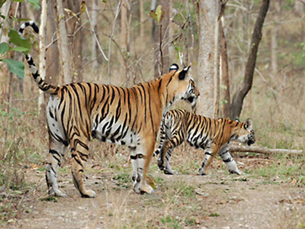 Wildlife Sanctuary In Chhattisgarh Wildlife Sanctuary In Chhattisgarh